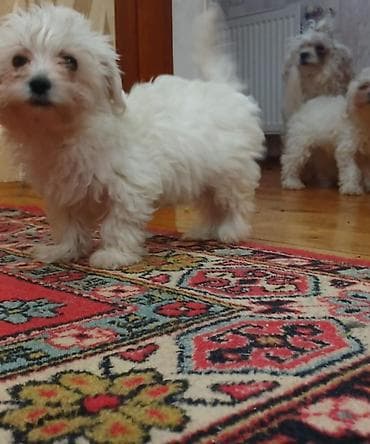 Malta bolonka, 3 ay, Peyvəndli