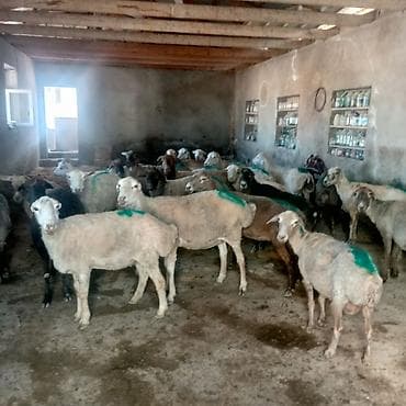 haski balasi satisi: Dişi, il: 3, 45 kq, Damazlıq, Ünvandan götürmə — 3