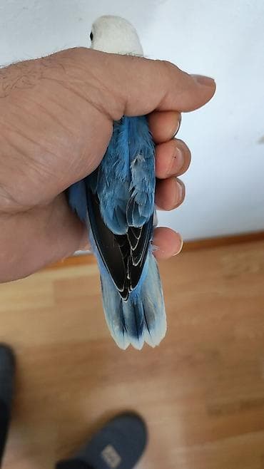 quş papuqay: Salam yeni dənə düşən Fişer bala satılır.3 aylıqılar. Türkyədən gələn — 3