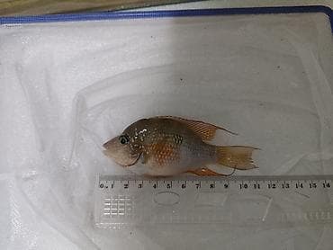 baliglar: Eliot balığı, Yırtıcı, Ünvandan götürmə, Ödənişli çatdırılma — 1