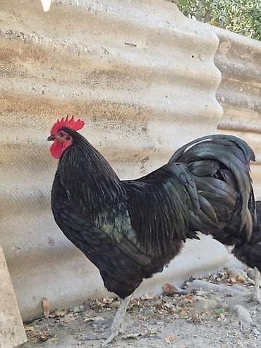 kənd xoruzu: Xoruz, il: 1, Ödənişli çatdırılma — 2