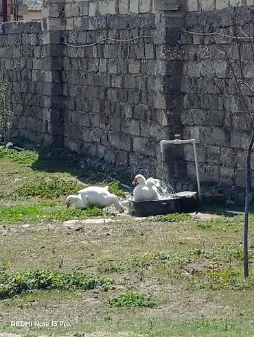 Гуси: Ağ qazlar - Anser və ya quru burun qaz 2 ədəd dişi və erkək. 1 ədəd — 2