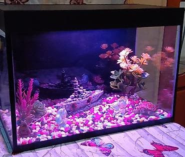 Dördbucaq akvarium, Boş, 40 l