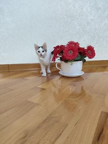 Dekorativ qırmızı gerbera gülləri (süni), böyük fincan formalı ağ vaza