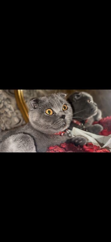 сколько стоят кошки: Satılır — 3