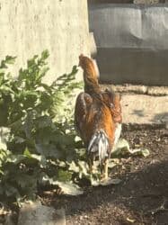 heyvanlara verilən xüsusi adlar: Heyratı — 2