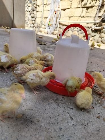 bildircin eti satisi: 1 heftelik bildirçin balaları, 0.60 qəpik — 5