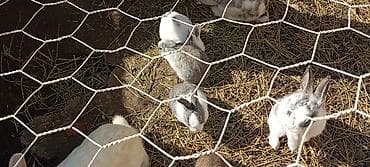 heyvanlar satisi: Karlıq balasidi çox qəşəng baladi biri 10 manat Dovşanlar – müxtəlif — 6