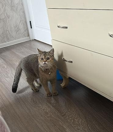 britan pişiyi: Britan — 3