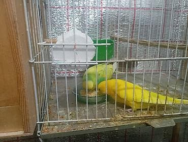 mehebbet qusu satisi: Damazlıq bala vermiş çex tutuquşuları satılır 2-3 dəfə bala almışam — 10