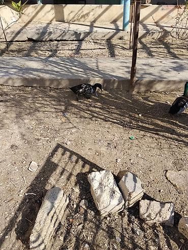 qatır: Dişi, Damazlıq — 2