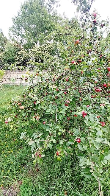 sahe: 24 sot, Tikinti, Mülkiyyətçi, Kupça (Çıxarış) — 9