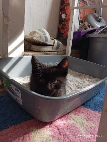 отдам кошку в хорошие руки: В добрые руки — 3