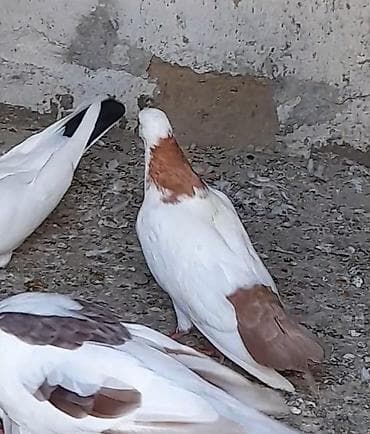 Göyərçinlər — 1