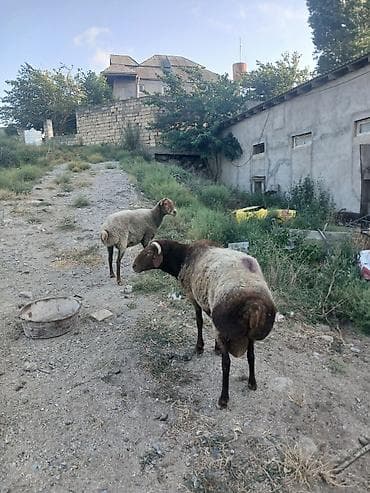 bakida at bazari: Qoyun və qoç – 2 baş

bogaz qoyun və qoc cüt satıram 700m — 8