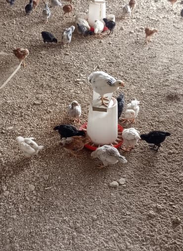 cuce dami: Tamam sağlam vaksinlenmis sağlam cücelerdir damzlıqdır ünvan — 1