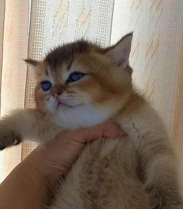 pişik pişik: Britan, Dişi, Yaxşı əllərə, Ünvandan götürmə — 1