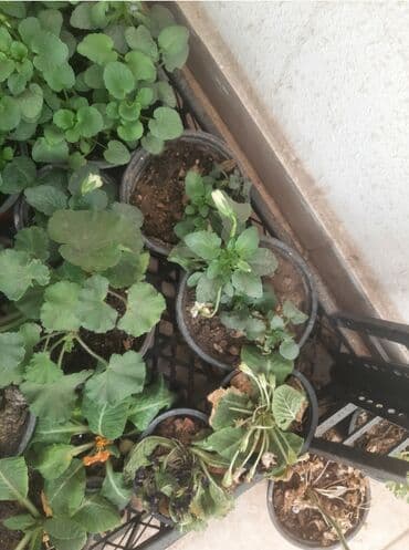 helba bitkisi faydaları: Уличные растения — 2