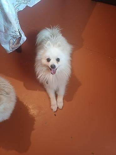 Şpitz, 1 il, Erkek, Peyvəndli, Ünvandan götürmə lalafo.az -da Şpitz, 1 il, Erkek, Peyvəndli, Ünvandan götürmə