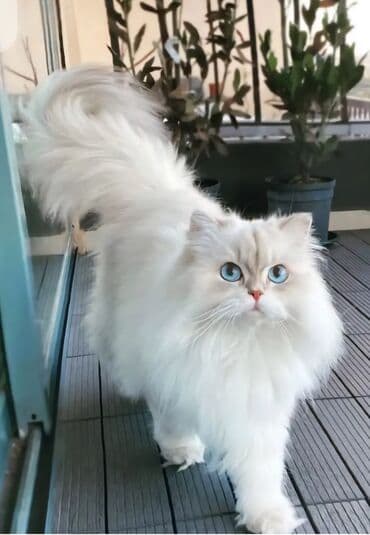 Şinşilla, Erkək, Cütləşmə üçün