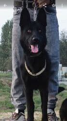 kangal it: Alman çoban iti, 9 ay, Dişi, Peyvəndli, Ödənişli çatdırılma — 3