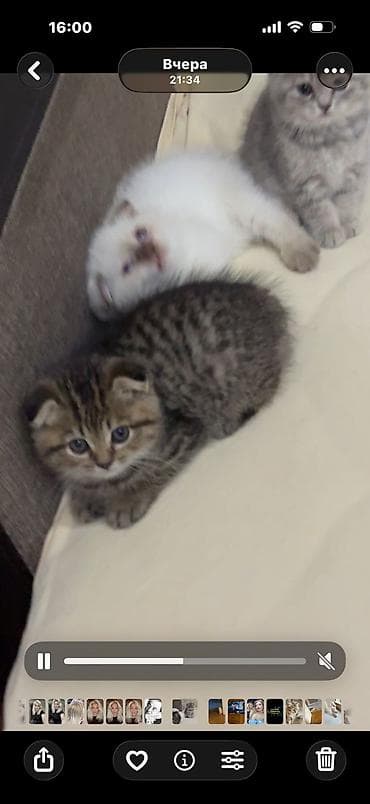 pişik pers: Şotland yastı qulaq — 7