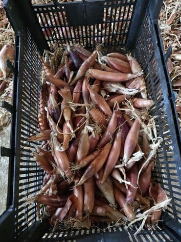 Alfa Romeo: Sekilde gorduyunuz saglam hovsan soganlari minimum 50 kq,100 kq — 1