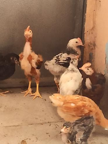 Toyuq cücələri, Ətlik