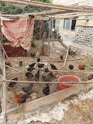quslar: Məhsul: Qanadlı heyvanlar (hinduşka və toyuq) Təsvir: - Həyətdə — 3