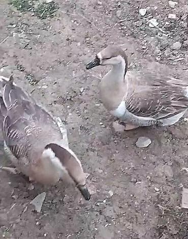 sirin pisik sekilleri: Kuban Qazları erkey dişi ve yumurtası satılır hal hazırdada — 3