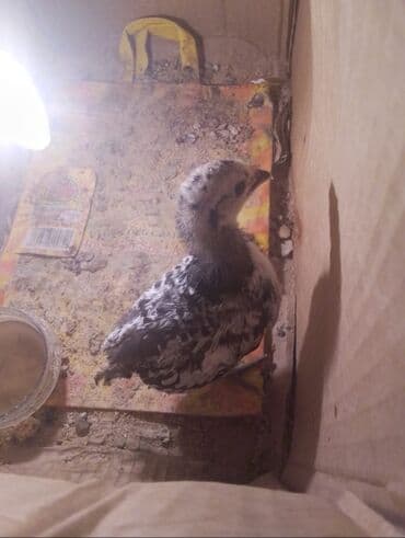 규 카츠 맛집【KaKaotalk:Za31】모든 요구 사항 충족,서울출장안마,서울에스플러스,서울출장업소,서울홍등가,서울콜걸: Для разведения, Бесплатная доставка — 1