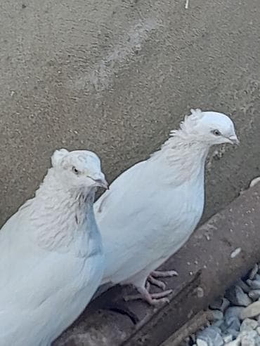 goyercin satışı: 1 cüt miz kekil iran quşları satılır erkey cox qızgındı dişi tayı öz — 2