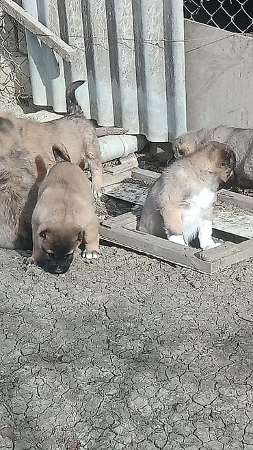 xasqi balaları: Kanqal — 3