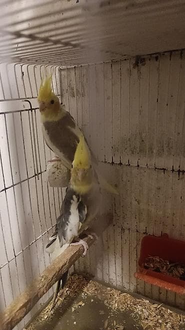 tutuquşlar: Hamıya salamlar. Cavan cüt və ya tək-tək korella satıram.Quşların — 4