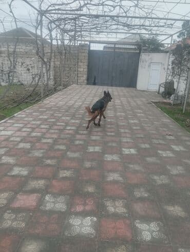 it yuvası: Alman çoban iti, 3 il, Dişi — 5