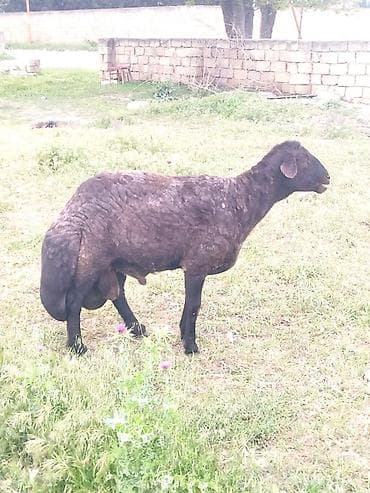 Qaragül quyruqlu qoç/dişi qoyun - Cins: yerli quyrtuqlu (yağlı