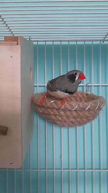 quşlar: 2 ədəd Amadin + qəfəs(təzə ) = 40 azn . Əlaqə nömrəsi : 0513757473 — 2