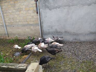 hinduska qiymeti: Tecılı satılır, 24 ədəd qiyməti razılaşma yolu ilə — 3