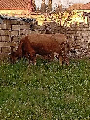 Salam aleykum qirmizi martin 16 si ci balaya suni mayalanma olunub lalafo.az -da Salam aleykum qirmizi martin 16 si ci balaya suni mayalanma olunub