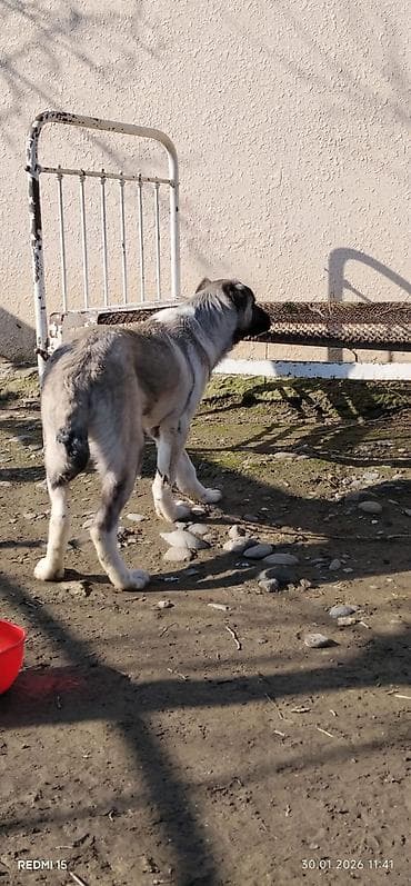 Аквариумы: Алабай, 3 месяца, Самец, С прививками, Доставка в районы — 2