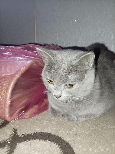 bala pişikler: Britan, Dişi, Ünvandan götürmə — 4