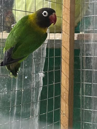 Quşlar: Məhsul: Sevgi quşları (Agapornis) Ünvan. 4 mkr dairəsi Təsvir: - — 3