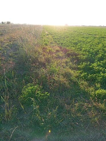en yaxsi bugda sortu: Yonca sahəsi – yemlik ot Məhsul: - Geniş sahədə əkilmiş, sıx örtüklü — 4