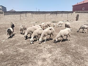 tibet tea: Salam tam saglam 13 bas heyvandir isdeyen elaqe saxlasin — 2