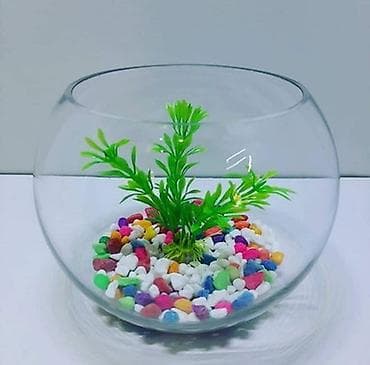 ev heyvanlarının satışı: Yumru akvarium, Boş, 5 l, Ödənişli çatdırılma — 1