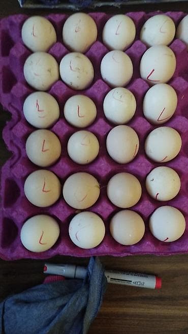 bita satilir: Orginal lohmann braun cucesi və mayali yumurtasi satilir . Tam — 7