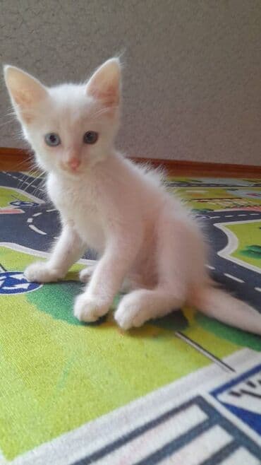 pişik latoku: Türk anqora, Erkək — 4