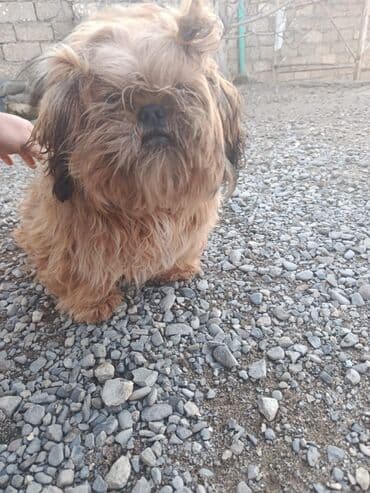 bakıda it satışı: Pudel, 8 ay, Erkek, Peyvəndli, Pulsuz çatdırılma — 8
