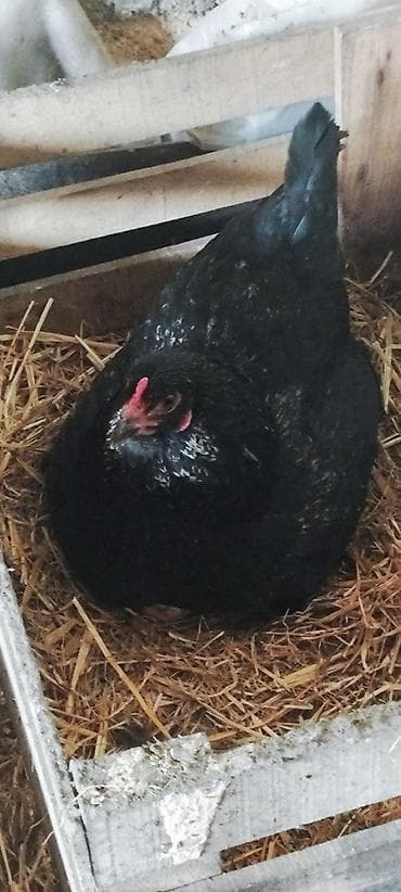 samdanlar ve saat: Americauna və koçin toyuqlarının qarışığı. Göründüyü kimi göy — 8