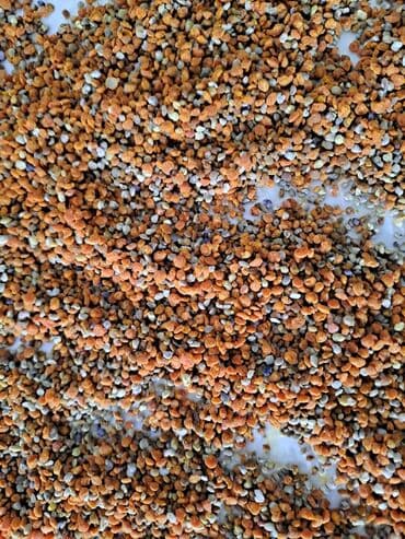 cuce ucun yem qablari: Çiçək tozu (çiçək poleni) Xurma poleni — 3